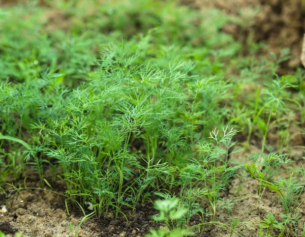 Dill in the garden — Stock Photo, Image