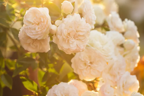 Un arbusto de rosas blancas — Foto de Stock