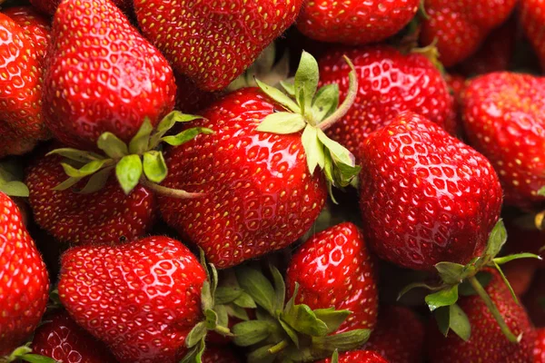 Strawberry berries — Stock Photo, Image