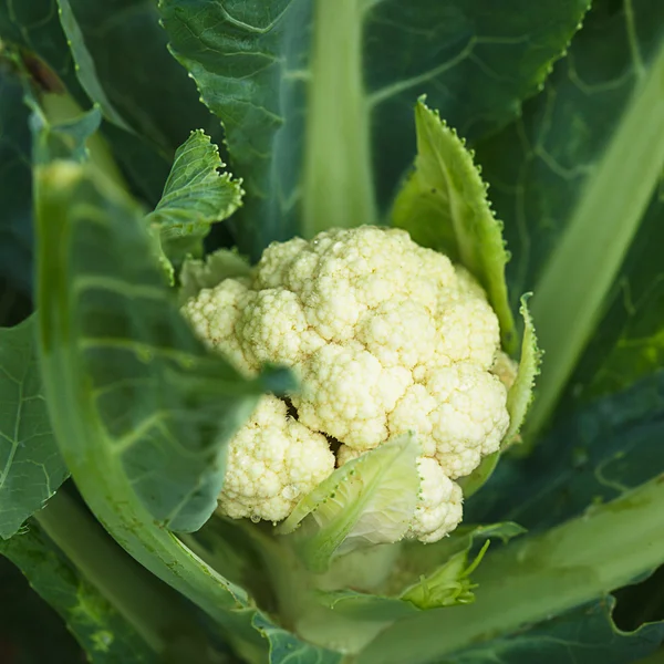 Cauliflower in the garden — Stock Photo, Image