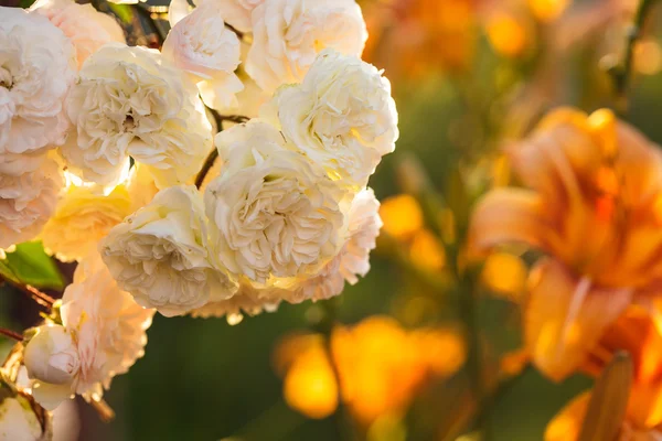 Кущ білих троянд — стокове фото