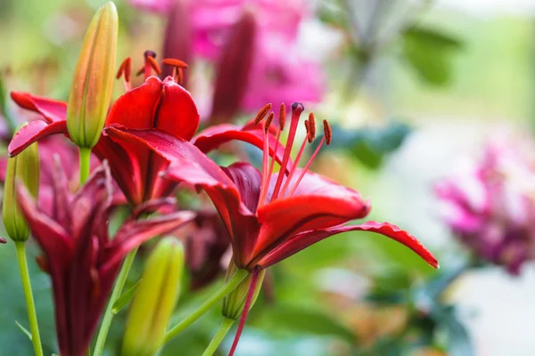 Rödbruna lily — Stockfoto