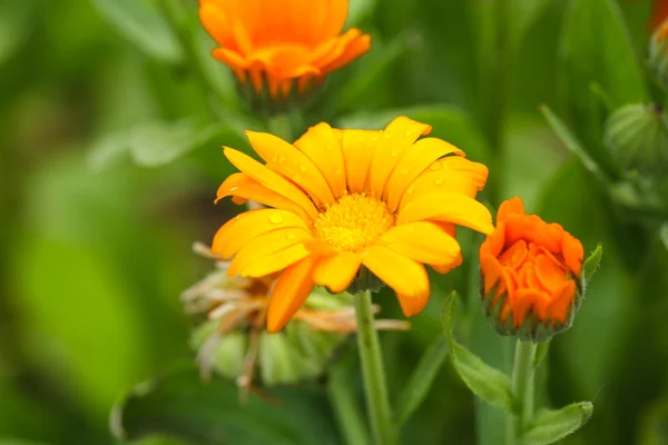 Flores de calêndula — Fotografia de Stock