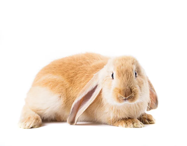 赤でかわいいウサギ — ストック写真