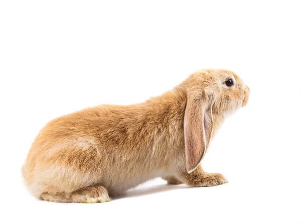Carino coniglio rosso — Foto Stock