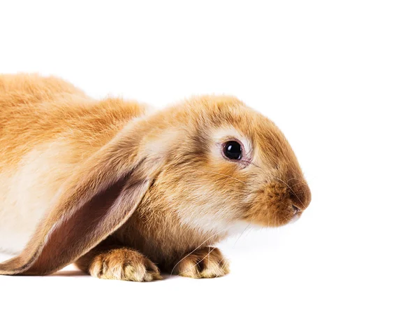 赤でかわいいウサギ — ストック写真