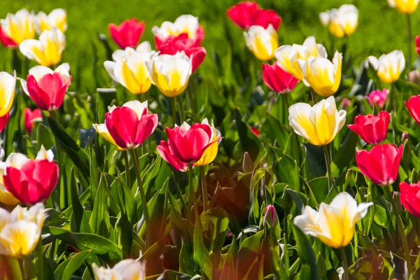 Tulipes au soleil printanier — Photo
