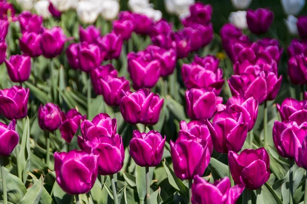 Tulipaner i forårssolen - Stock-foto