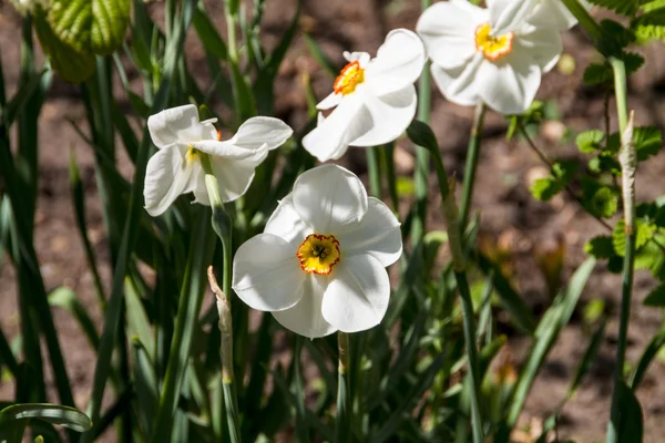Νάρκισσος και Νάρκισσος λουλούδι άνοιξη — Φωτογραφία Αρχείου