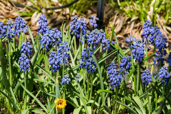 Перші блакитні Спрінгс квіти " Мускарі " — стокове фото