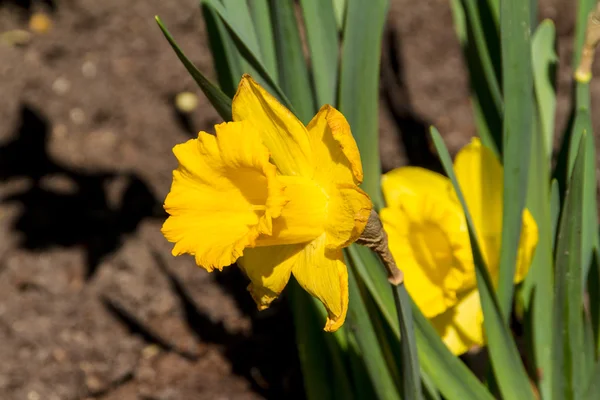 Narzissen und Narzissen Frühlingsblume — Stockfoto