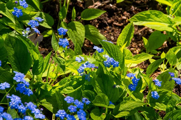 Forget me not blooming flowers and petals — Stock Photo, Image