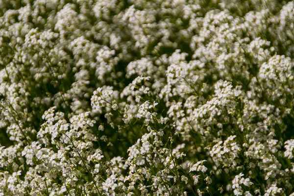 Jarní květiny v zahradě — Stock fotografie