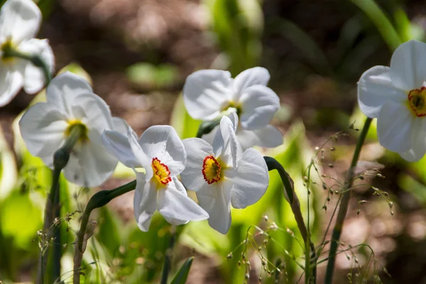 Narcissus en narcis voorjaar bloem — Stockfoto