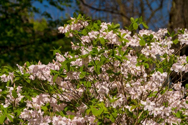 Blühen der Magnolienblüten im Frühling — Stockfoto