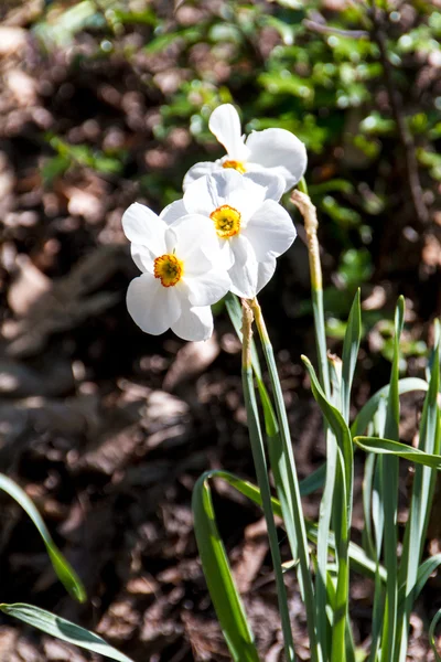 Narciso y narciso flor de primavera —  Fotos de Stock