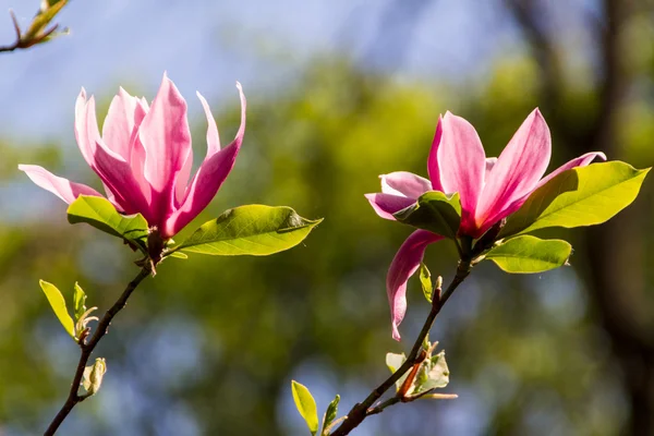 Kwitnących kwiatów magnolii wiosną — Zdjęcie stockowe