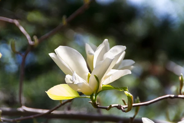 Kvetoucí magnólie květy na jaře — Stock fotografie