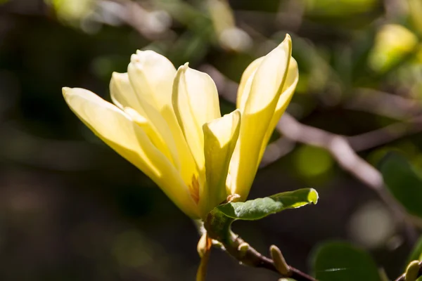 Fioritura di fiori di magnolia in tempo di primavera — Foto Stock