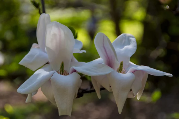 Floraison de fleurs de magnolia au printemps — Photo