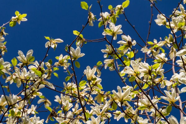 Blühen der Magnolienblüten im Frühling — Stockfoto