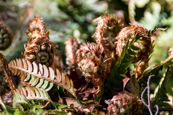 stock image Young fern leaf. nature background