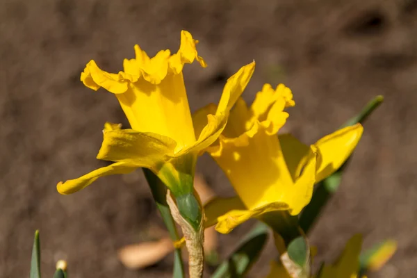 Narciso e narciso fiore di primavera — Foto Stock
