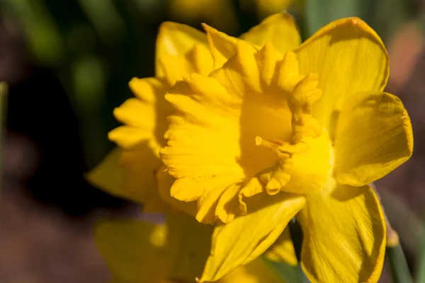 Narcissus and daffodil spring flower — Stock Photo, Image