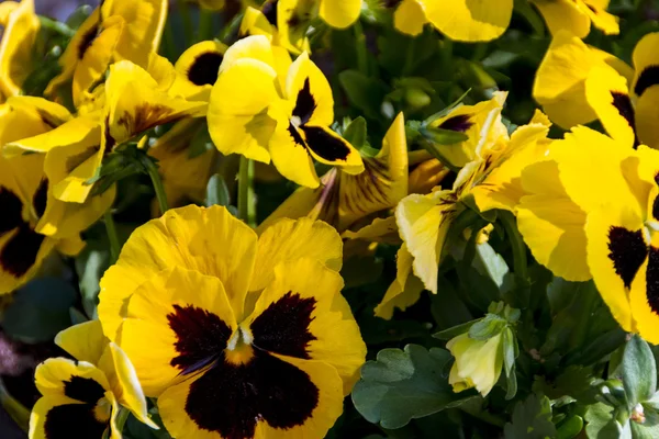 Tavaszi virágok a kertben - szép tavaszi és húsvéti jelenet — Stock Fotó
