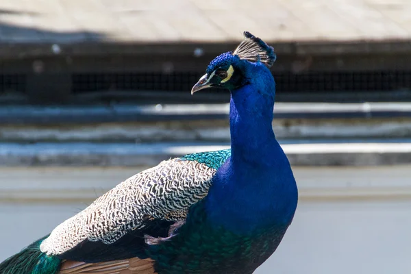 stock image Beautiful peacock