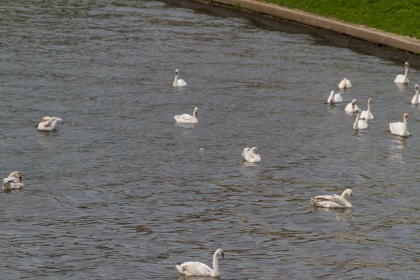 Cisne en un estanque — Foto de Stock