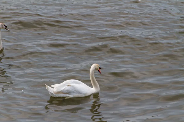 Лебедь на пруду — стоковое фото