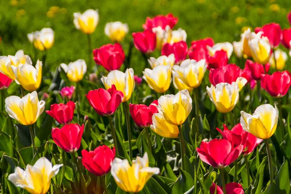 Tulpen in de lente zon — Stockfoto
