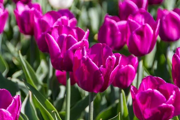 Tulipaner i forårssolen - Stock-foto