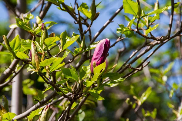 Άνθηση της magnolia λουλούδια άνοιξη — Φωτογραφία Αρχείου