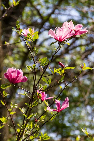 Florecimiento de flores de magnolia en primavera —  Fotos de Stock