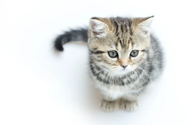 Kleines Kätzchen — Stockfoto