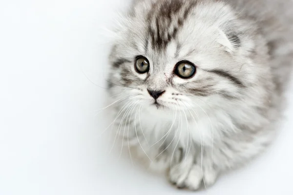 Scottish little kitten — Stock Photo, Image