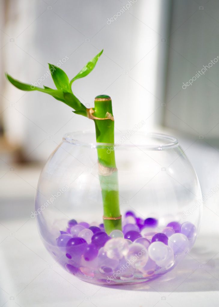 Vase with small sprout of bamboo