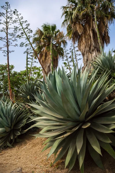 stock image Oasis in Judean Desert