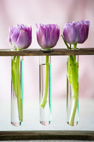 Drei lila Tulpen in einem kleinen Glas — Stockfoto