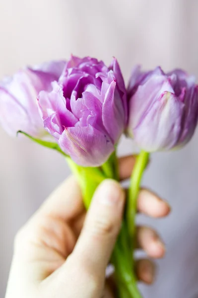 Hand hält Strauß von drei lila Tulpen — Stockfoto