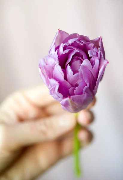 Hand hält lila Tulpe — Stockfoto