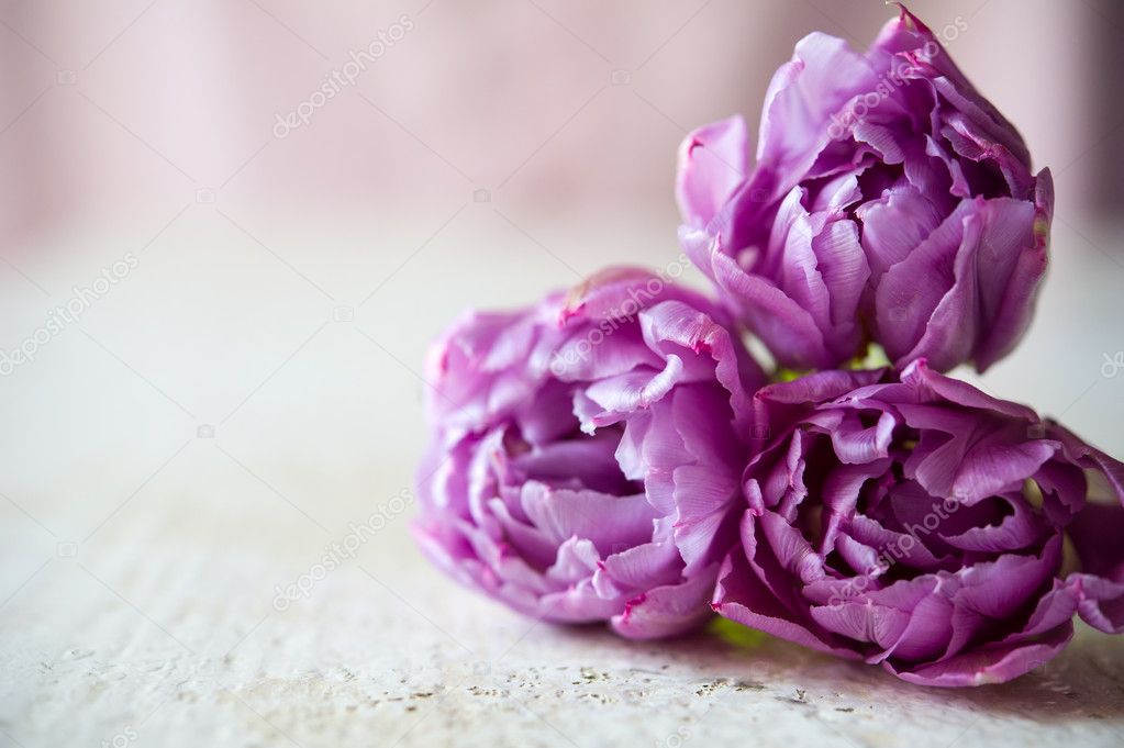 Bouquet of three purple tulips