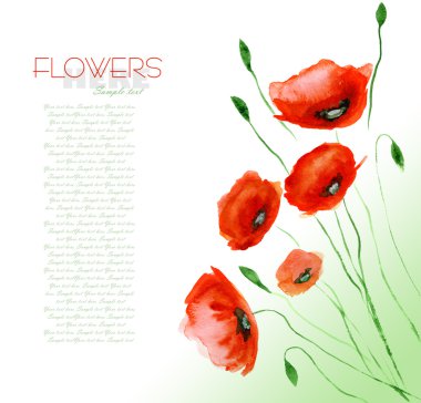 haşhaş çiçeği suluboya