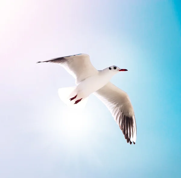 stock image Seagull flying