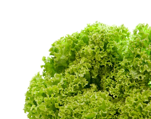 Зеленим листям салату — стокове фото