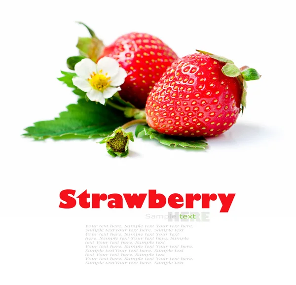 Strawberry berry with green leaf and flower — Stock Photo, Image