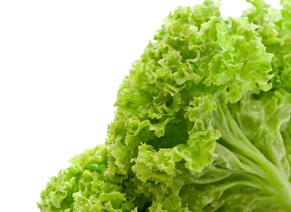 Green leaves lettuce — Stock Photo, Image
