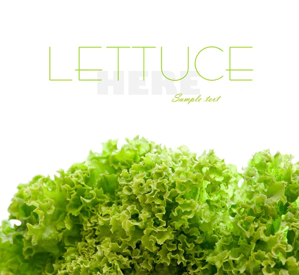 Saláta zöld levelek — Stock Fotó